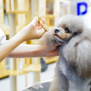 cho-poodle